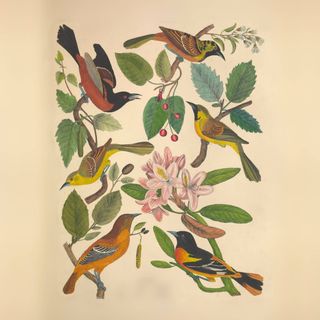 A vintage ornithological drawing of various birds.